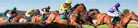 formgenie review|racing prediction software.